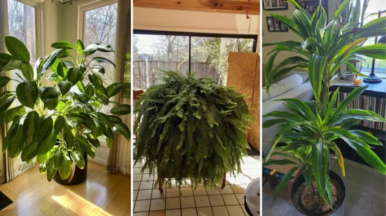 Air Purifying House Plants That Make Every Room Feel Fresh and Alive