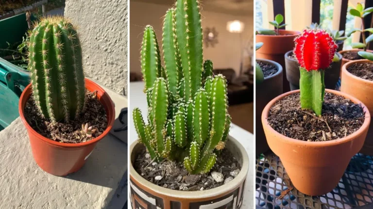 Cactus Plants That Bring Beauty, Texture, and Easy Care Into Any Space