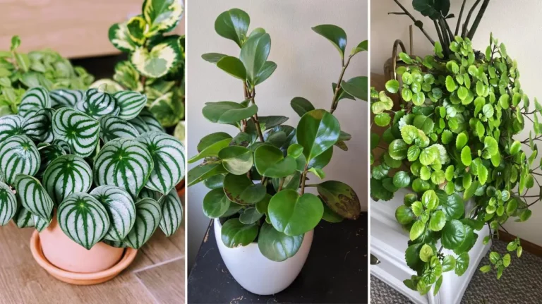 Cat Friendly House Plants That Will Transform Your Home Without Risk