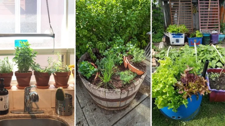 Container Gardening Ideas That Turn Small Spaces Into Lush Green Escapes
