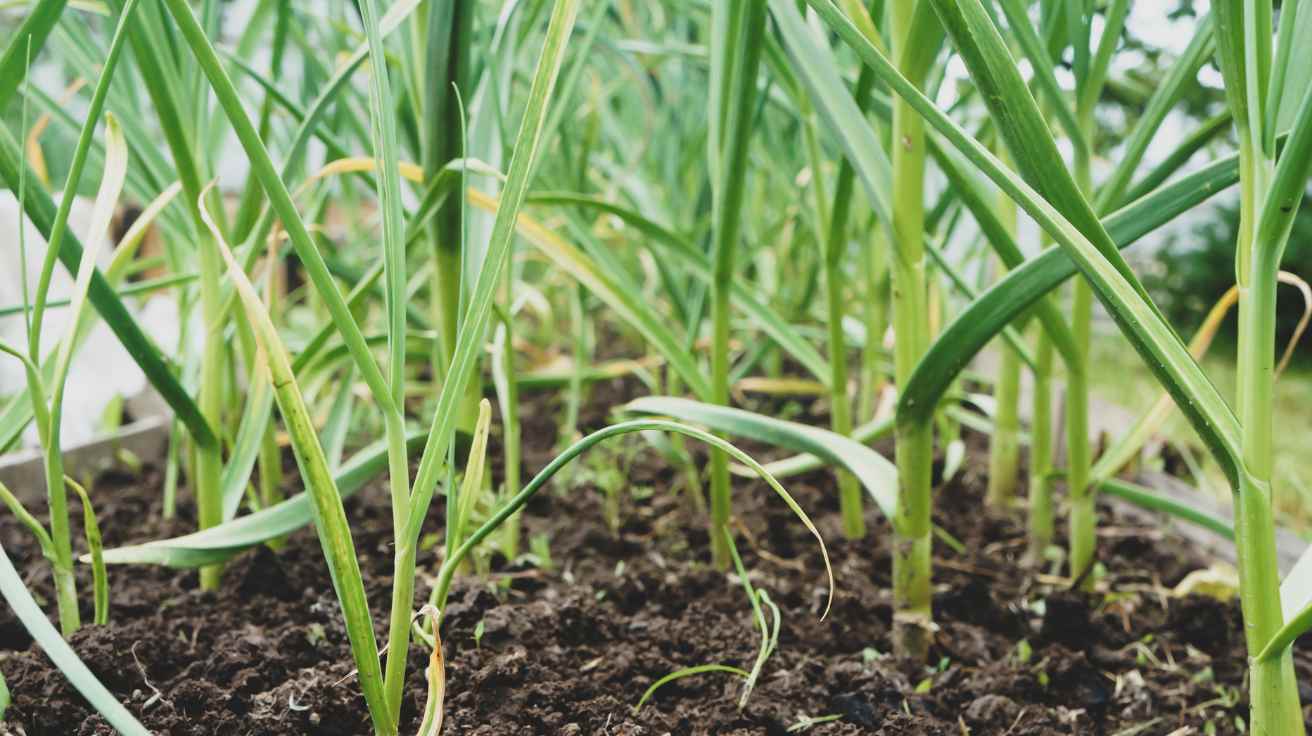 Growing Garlic at Home A Friendly Beginner’s Guide