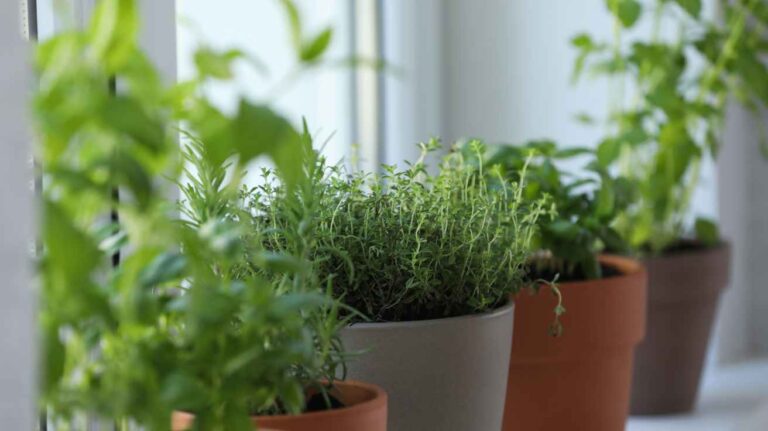 Growing Herbs in Kitchen Tips for Fresh Flavor Every Day