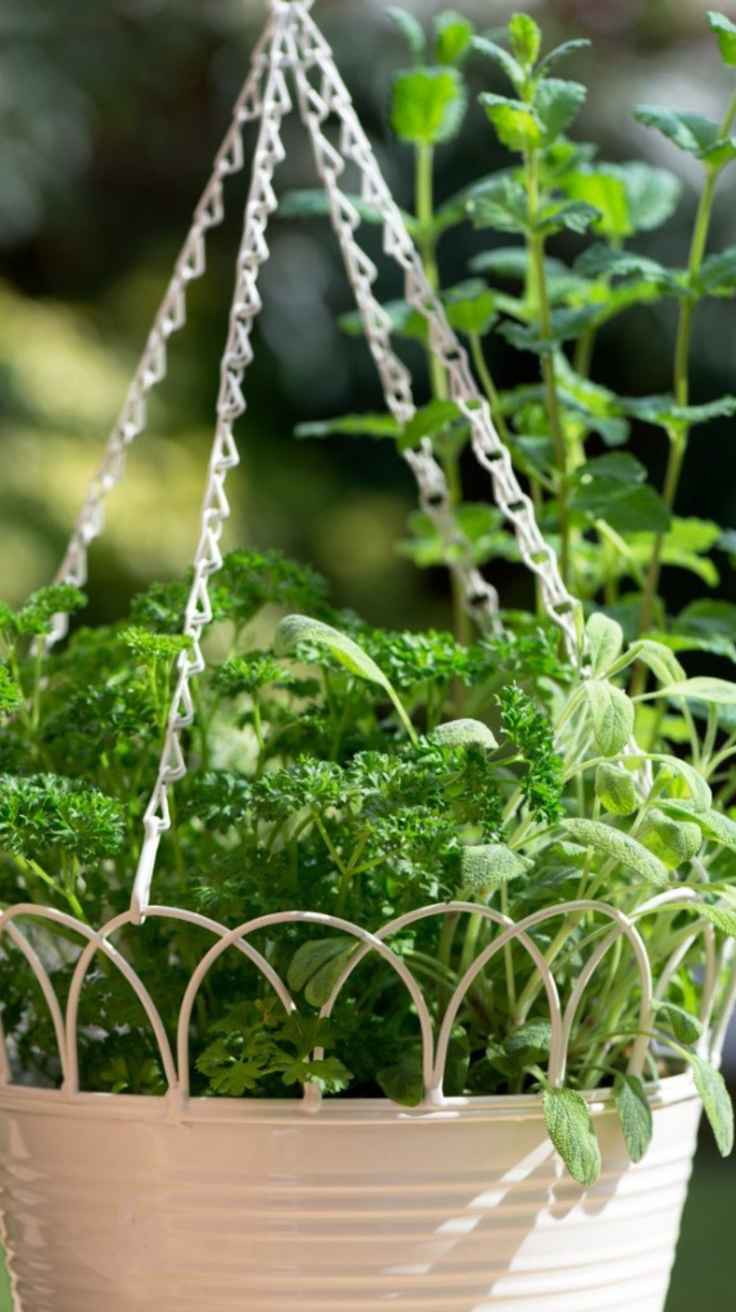 Best Flowers for Window Boxes That Instantly Brighten Any Home