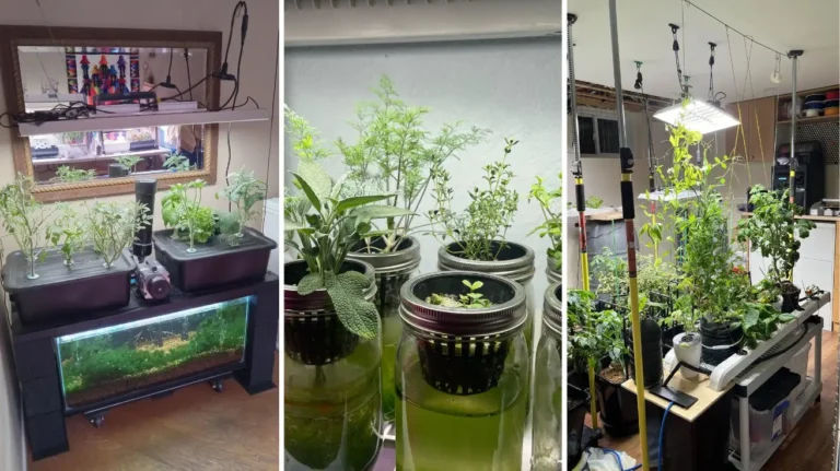 Hydroponic Gardening Ideas That Make Growing Fresh Food Easier Than Ever