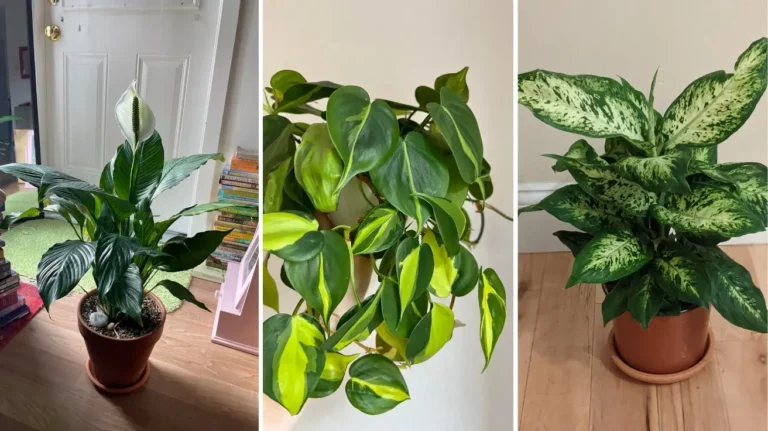 Zero Sunlight Indoor Plants That Thrive in Dark Rooms