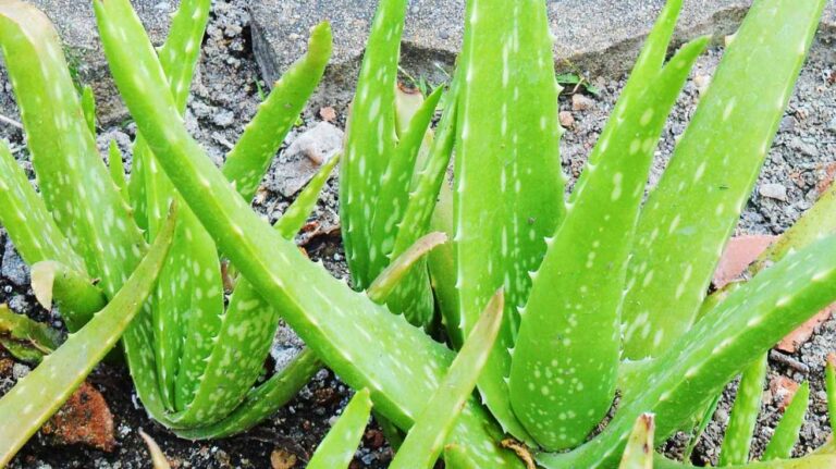 Aloe Vera Plant Care Tips for Healthy and Thriving Plants