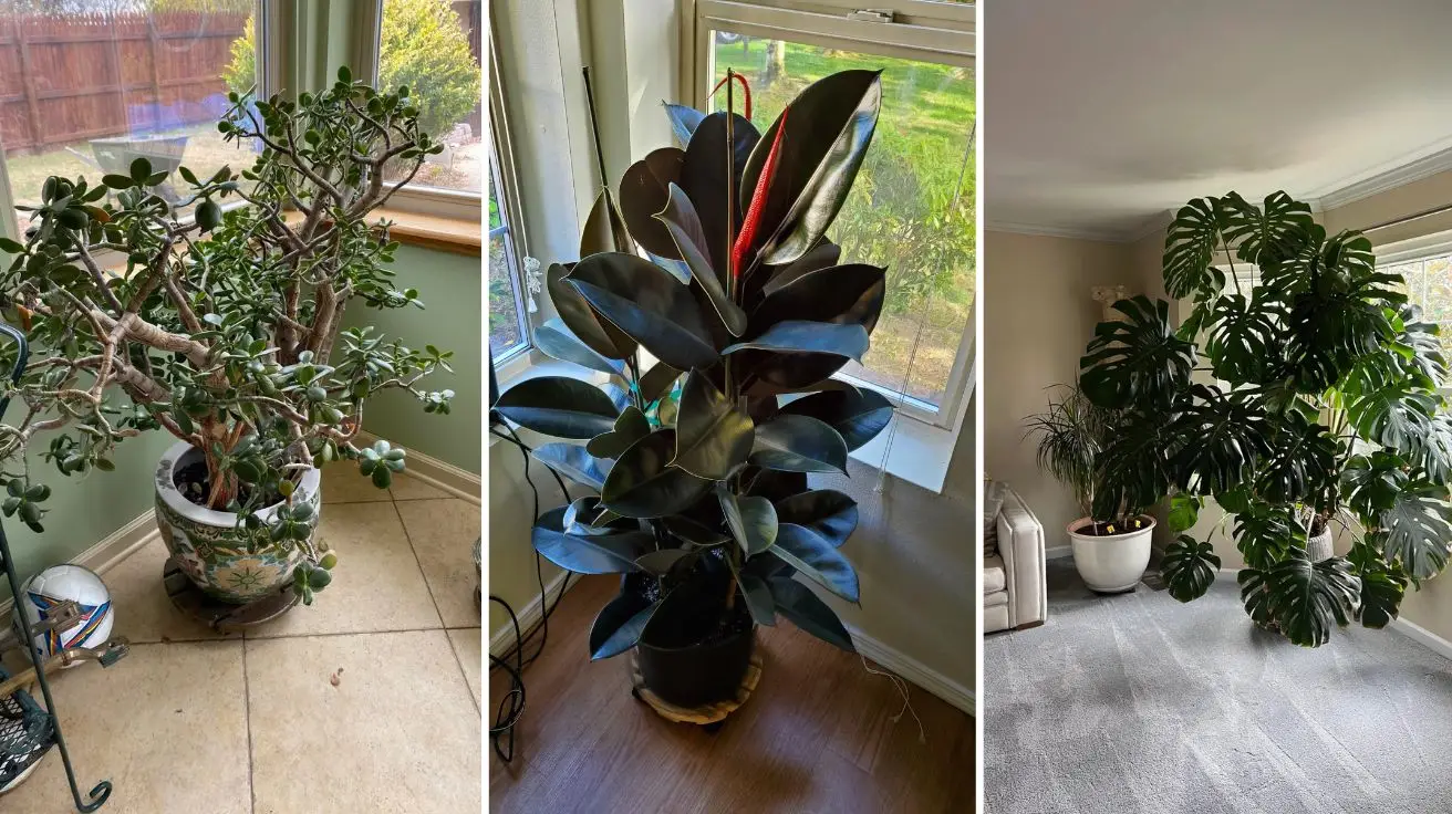 Basic House Plants That Bring Life, Beauty, and Freshness Indoors