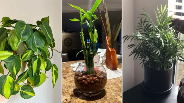 Beginner Plants That Make Plant Care Easy and Rewarding