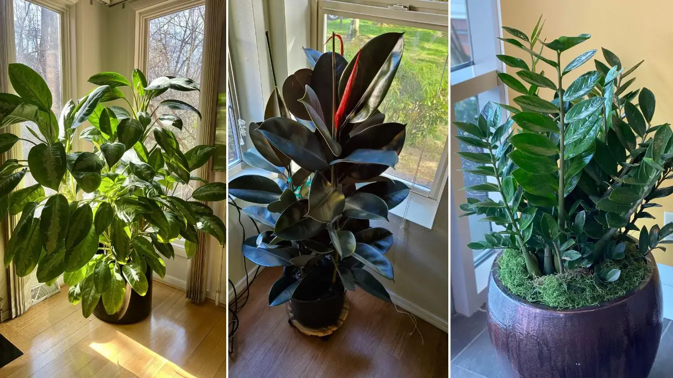 Easy Maintenance Plants That Bring Beauty Without the Hard Work