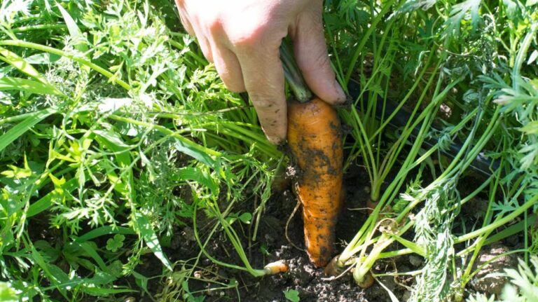 Essential Carrot Growing Tips Every Gardener Should Know