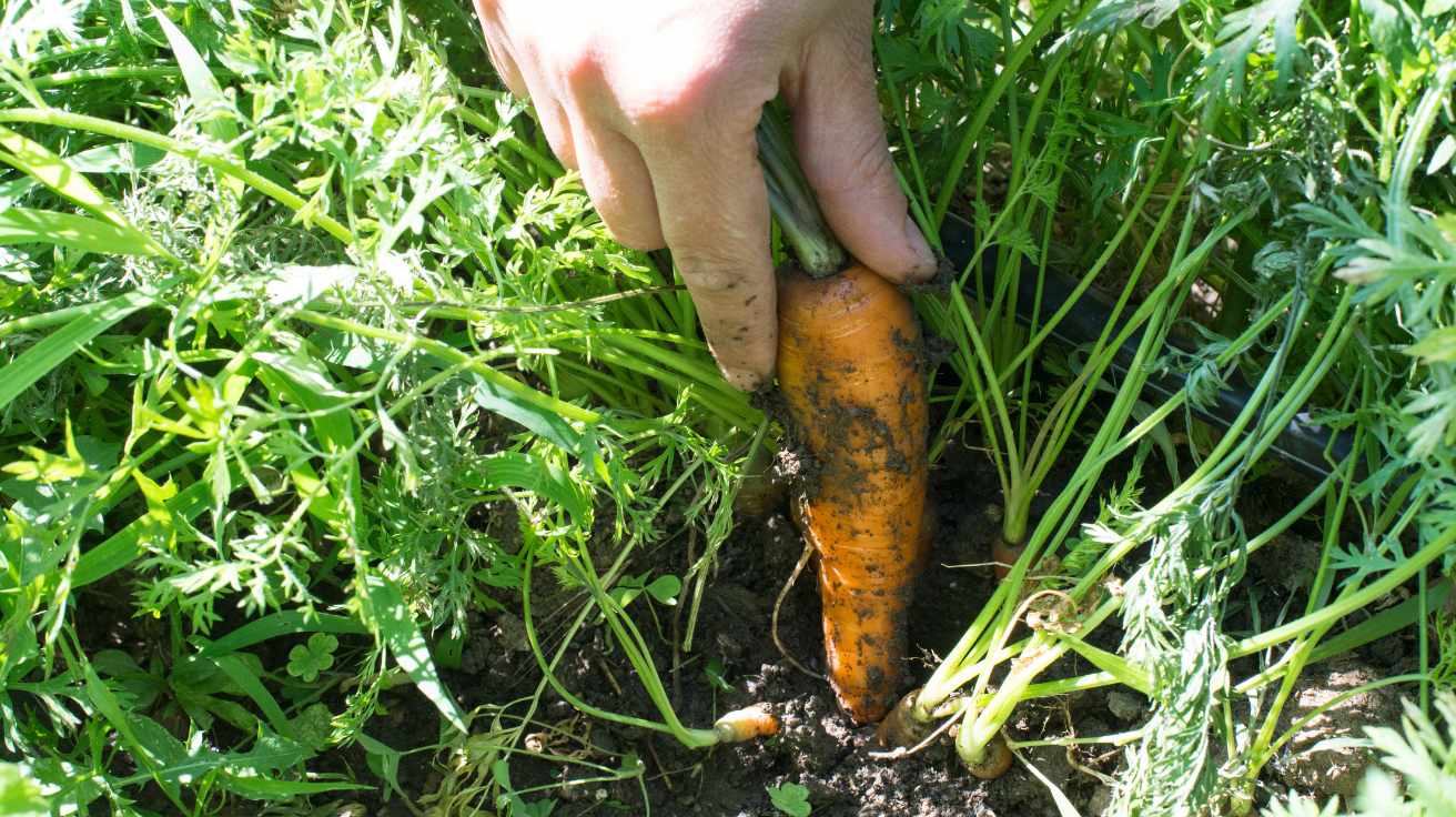 Essential Carrot Growing Tips Every Gardener Should Know
