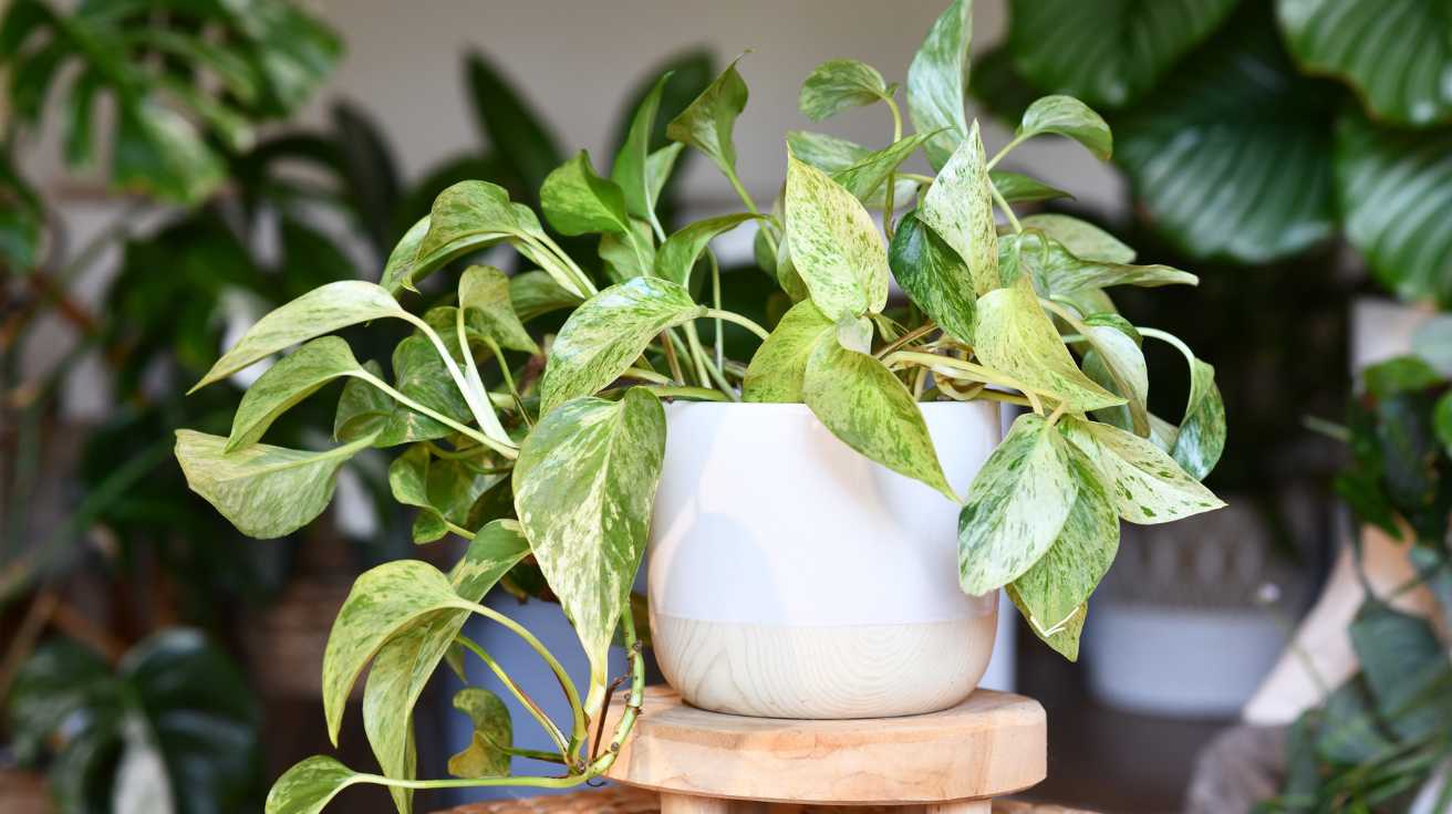 Essential Pothos Plant Care Tips for Beginners and Experts