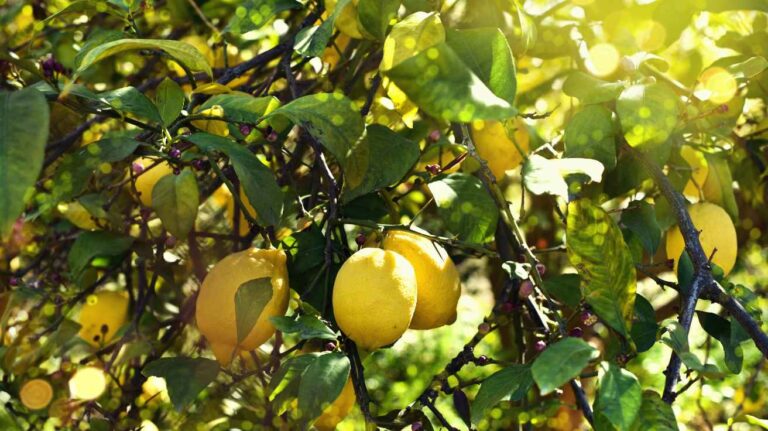 Gardening Lemon