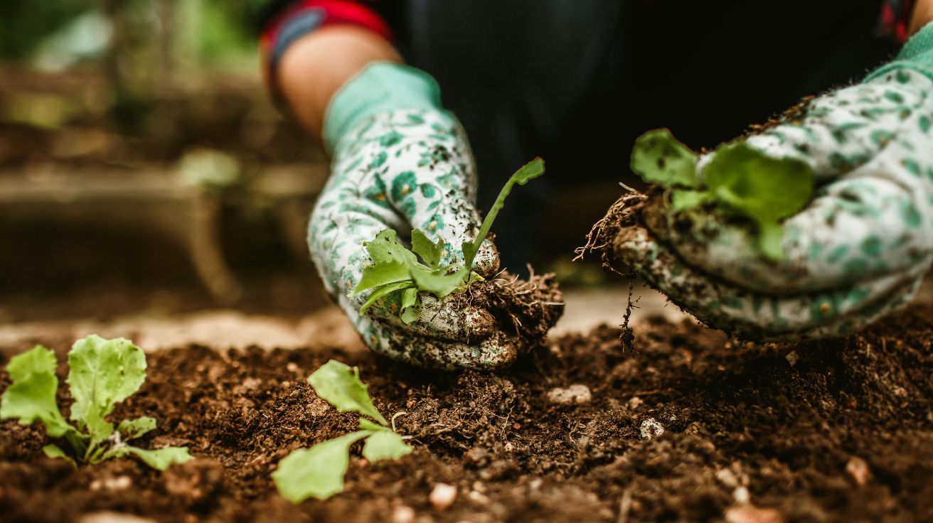 Gardening Tips