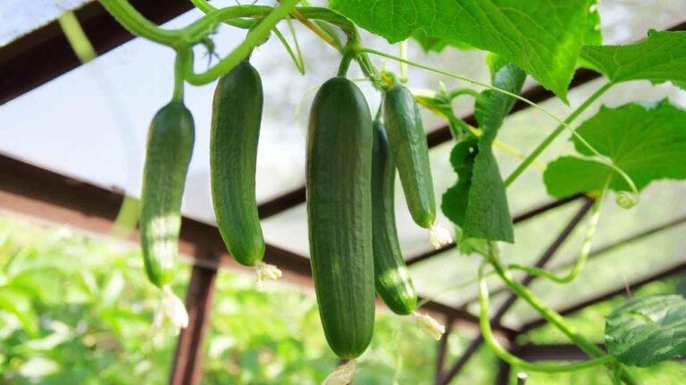 Growing Cucumbers in Pots Tips for a Bountiful Harvest