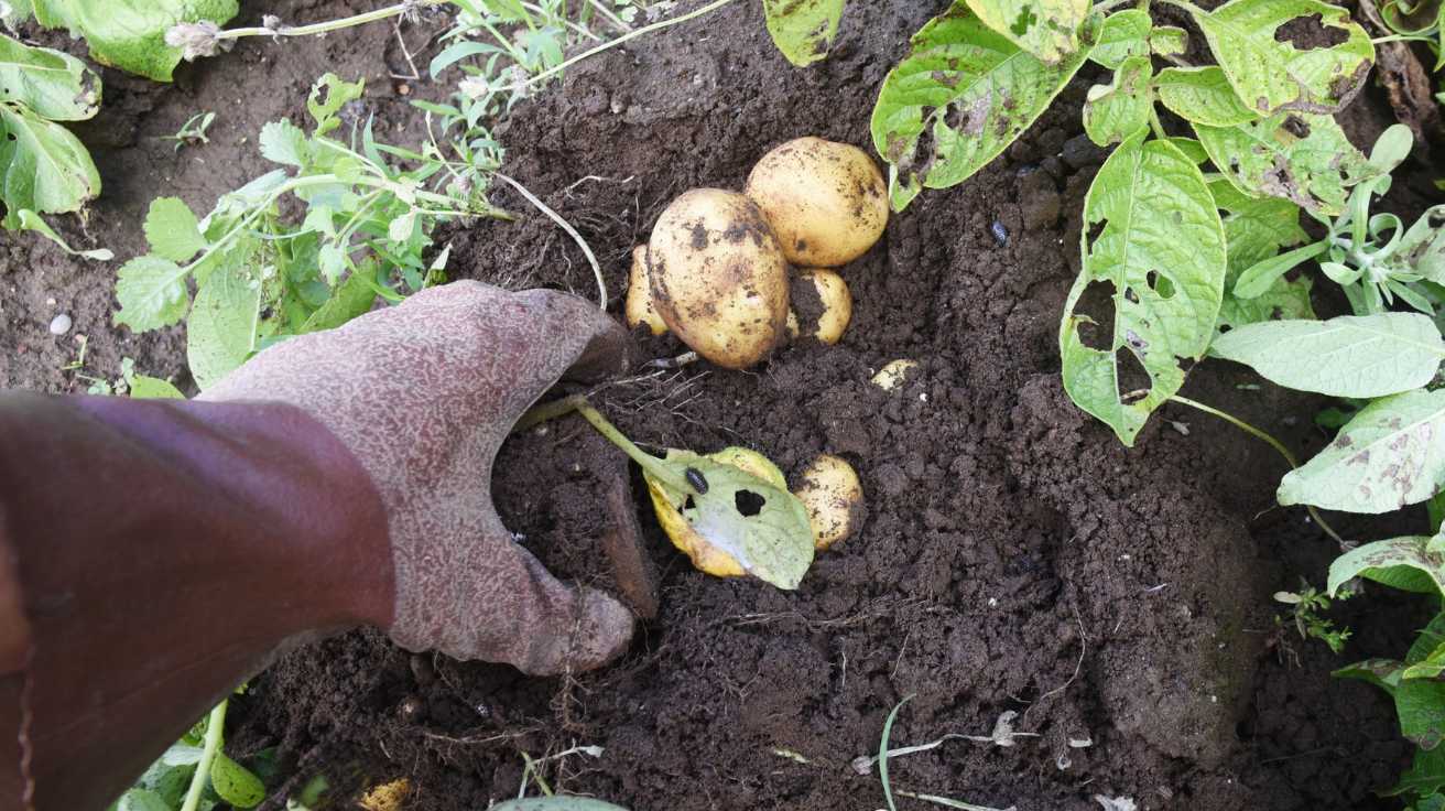 Growing Potatoes in Containers Tips for a Bountiful Harvest