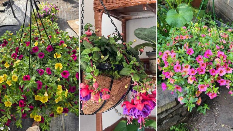 Hanging Flower Baskets That Instantly Add Charm and Color to Any Space
