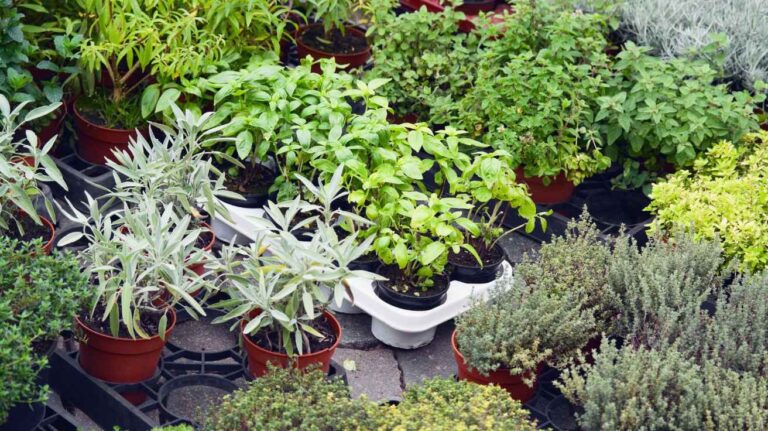 How To Plant Herbs A Simple Guide for Your Garden