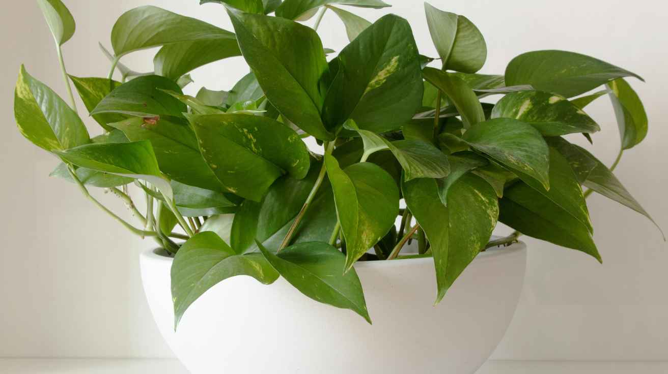 How To Prune Pothos: Easy Tips for Thriving Indoor Plants