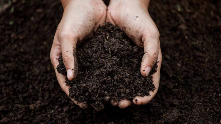 How to Identify Well Drained Soil for Healthy Gardens