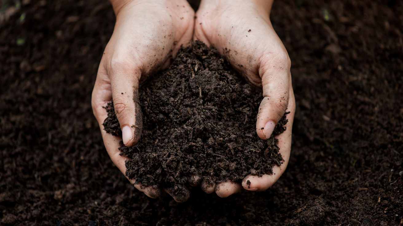 How to Identify Well Drained Soil for Healthy Gardens