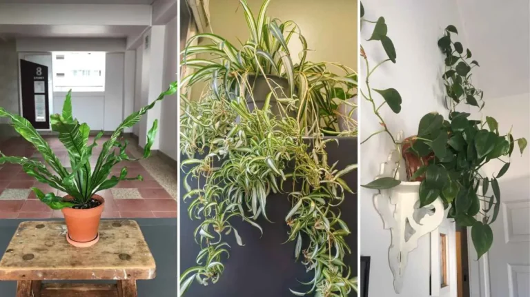 Low Light House Plants List That Thrive in Dim Spaces