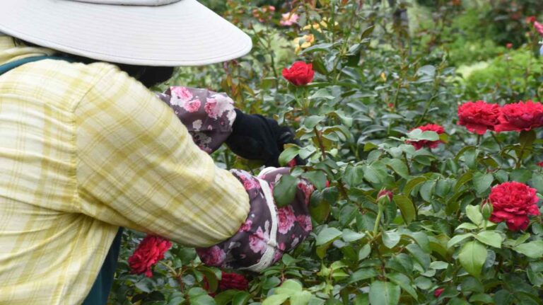 Rose Care for Beginners Guide to Healthy, Blooming Roses
