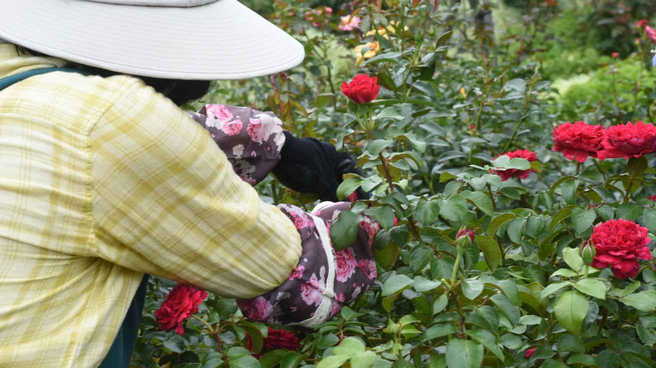 Rose Care for Beginners Guide to Healthy, Blooming Roses