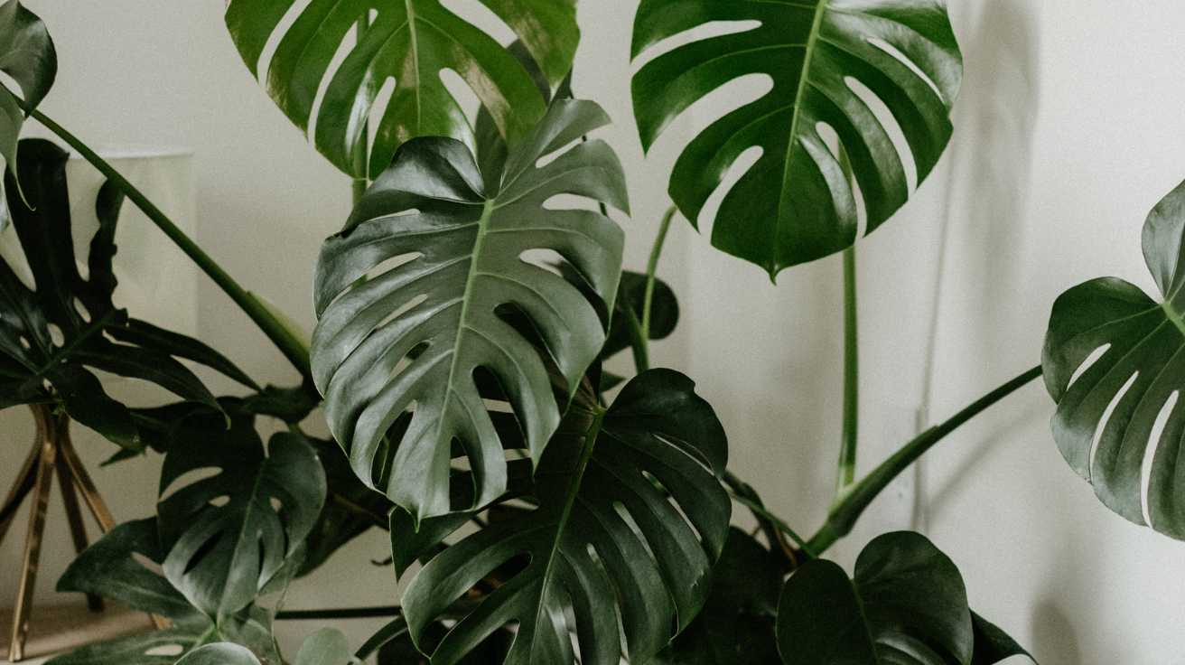 Top Monstera Care Tips Every Plant Lover Should Know