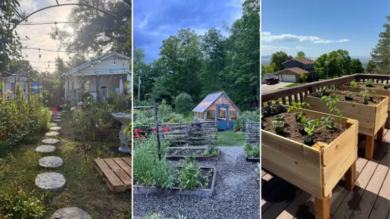 Vegetable Garden Ideas