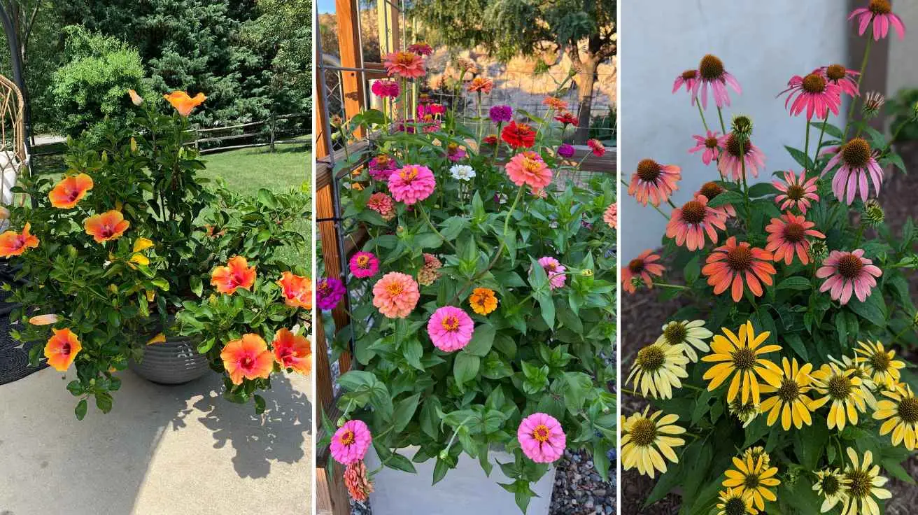 Flower Plants