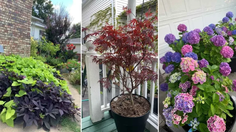Front Porch Plants