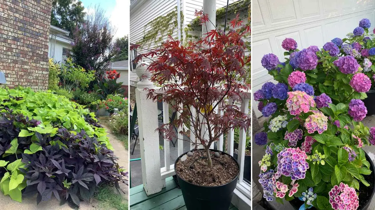 Front Porch Plants