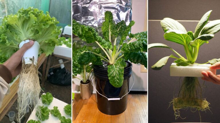 Plants For Hydroponics That Grow Faster, Healthier, and More Productively
