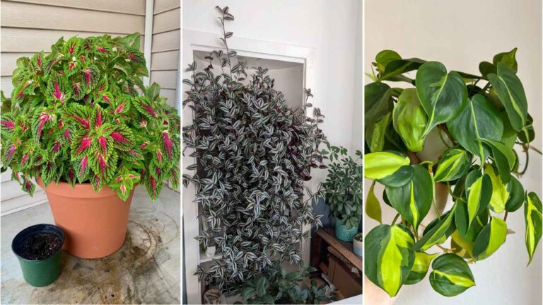 Plants Grown in Water That Bring Fresh Green Beauty to Any Space