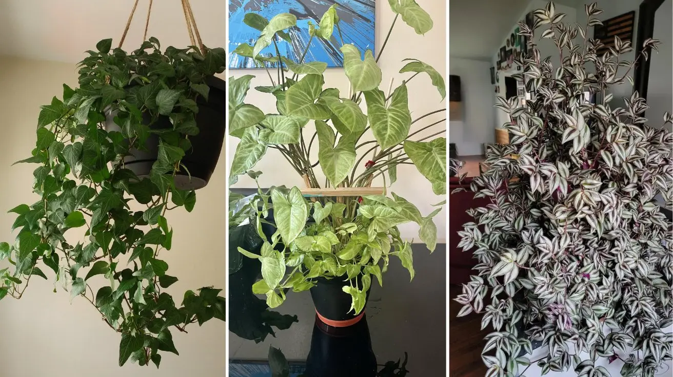 Plants That Can Live In Water: Easy, Beautiful Greenery Without Soil