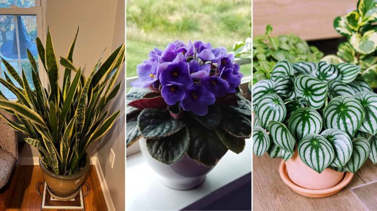 Propagating Plants That Multiply With Ease and Fill Your Home With Greenery