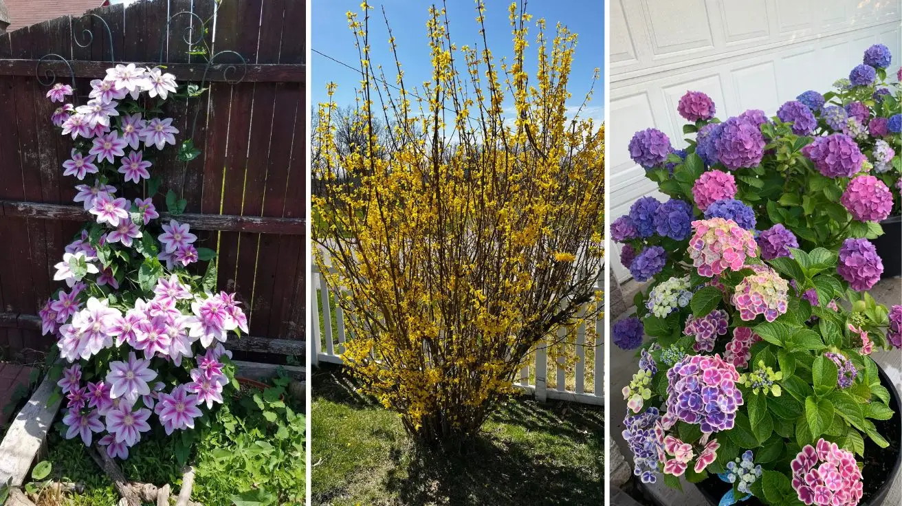 Pruning Plants That Thrive With Regular Trimming for Healthier, More Beautiful Growth
