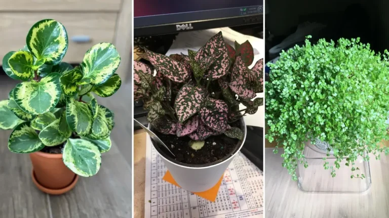 Terrarium Plants That Turn Tiny Glass Gardens Into Living Masterpieces