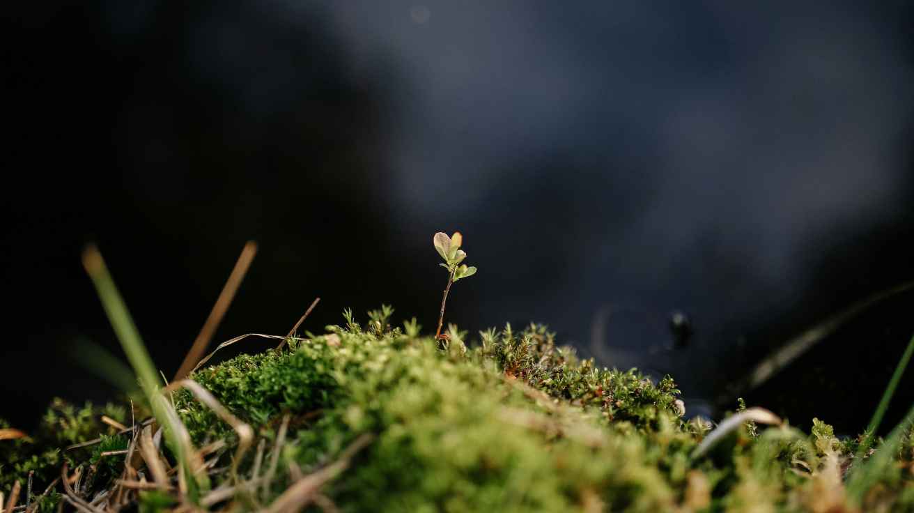 How To Grow Moss: Easy Steps for a Lush Green Garden