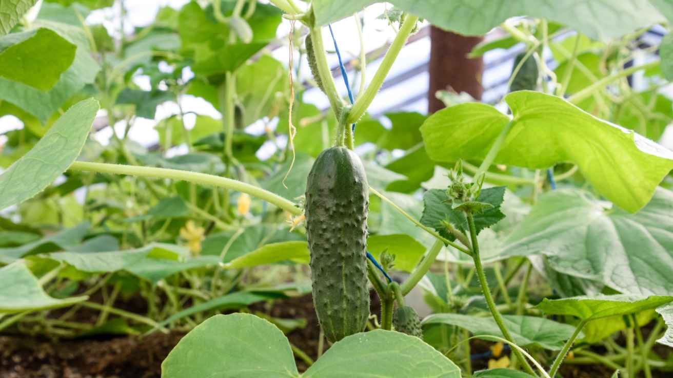 How To Grow Cucumbers Easy Tips for a Bountiful Harvest