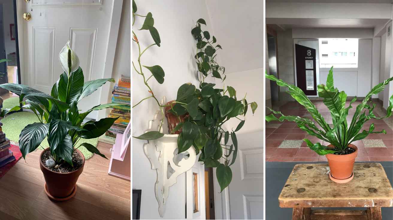Plants for Dark Spaces