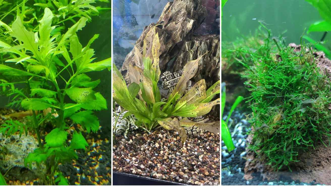 Plants for Aquarium
