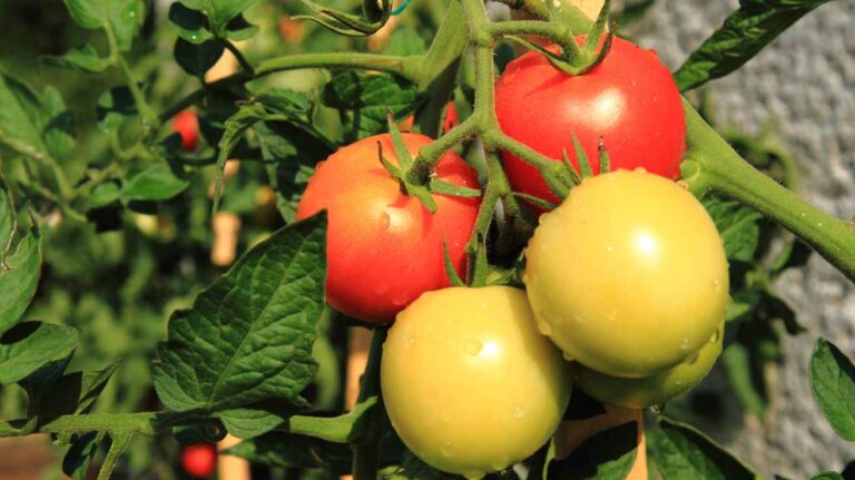 Tomato Plants Growing Tips Every Gardener Should Know