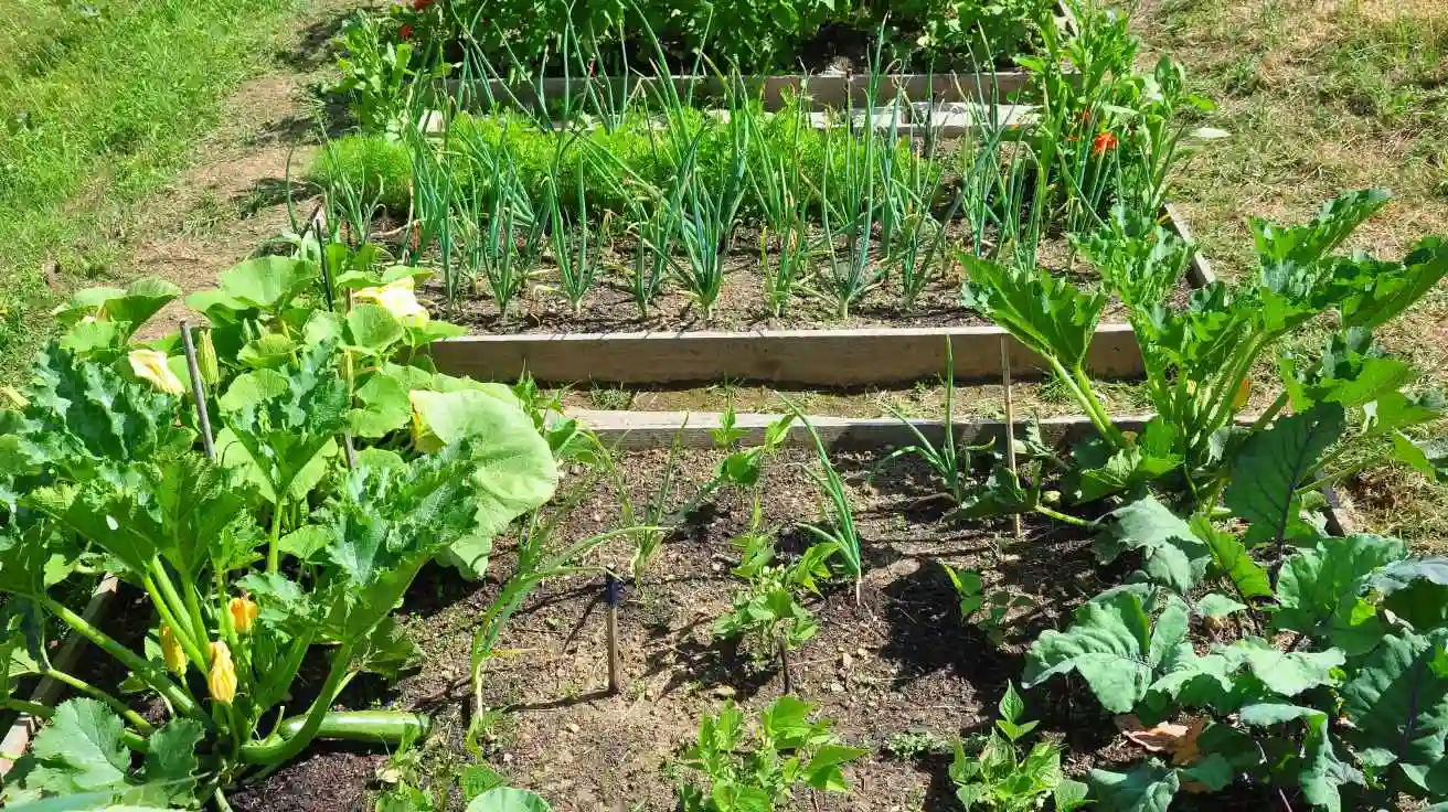Essential Organic Gardening Tips to Boost Your Garden's Health