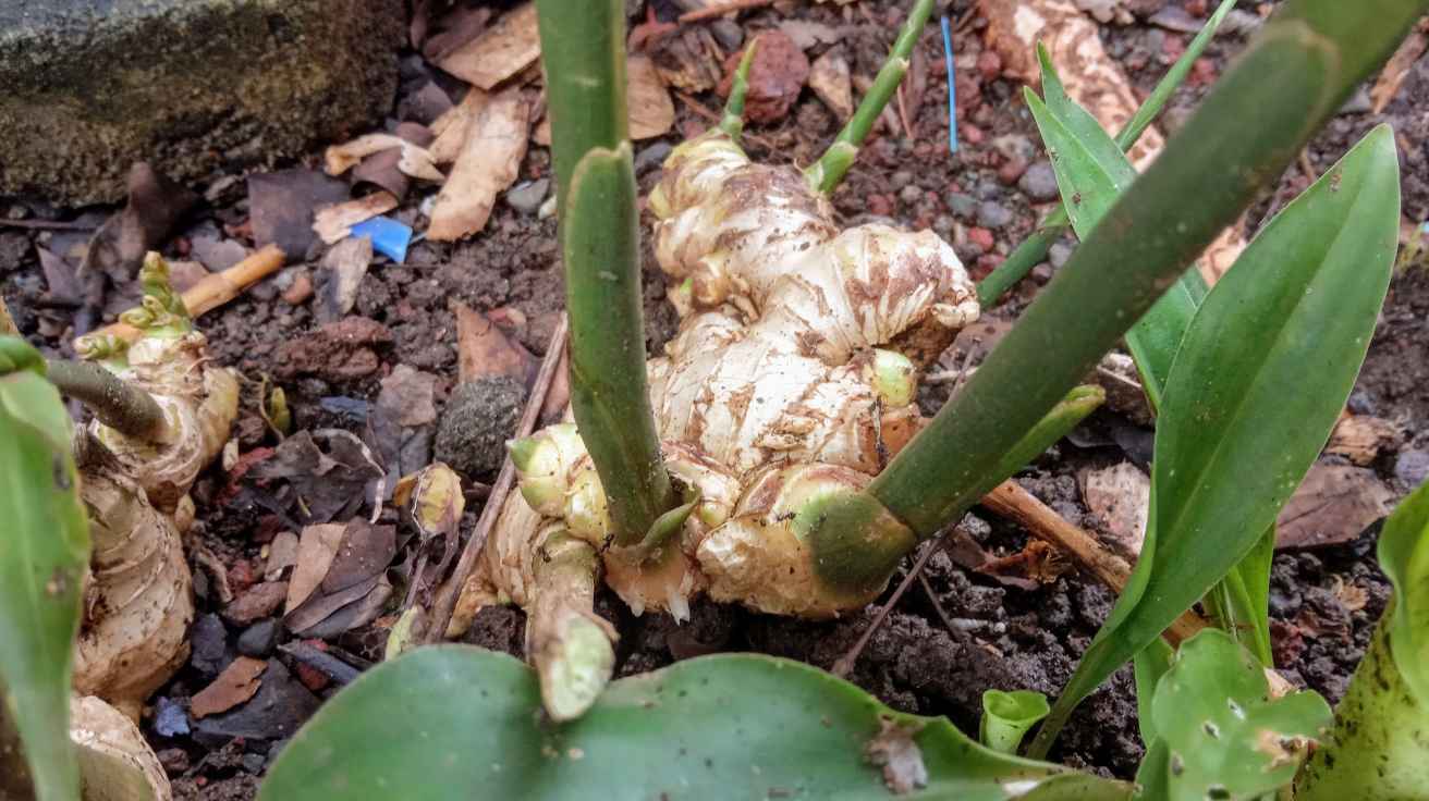 How To Grow Ginger Root At Home Step by Step Guide