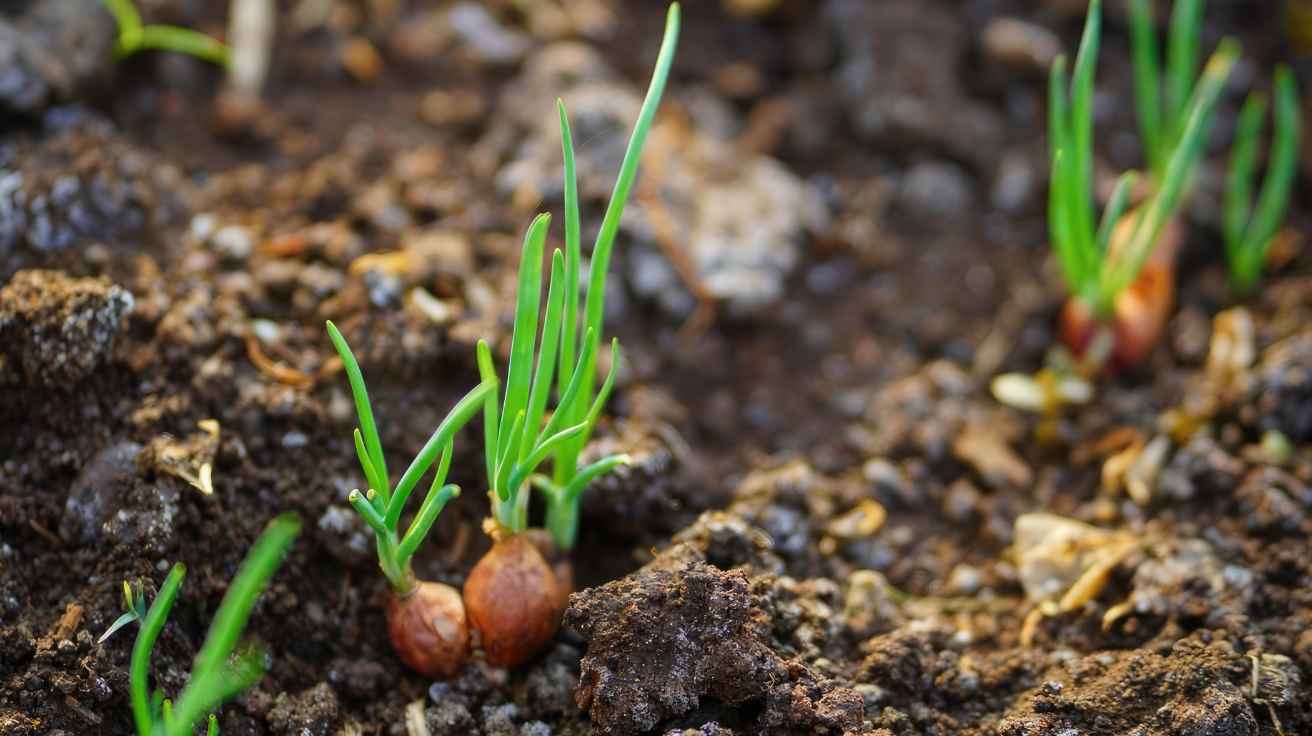 How To Grow Onions A Friendly Guide For Beginners