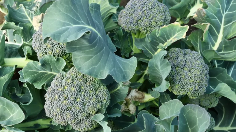 How to Grow Broccoli Successfully in Your Backyard Garden