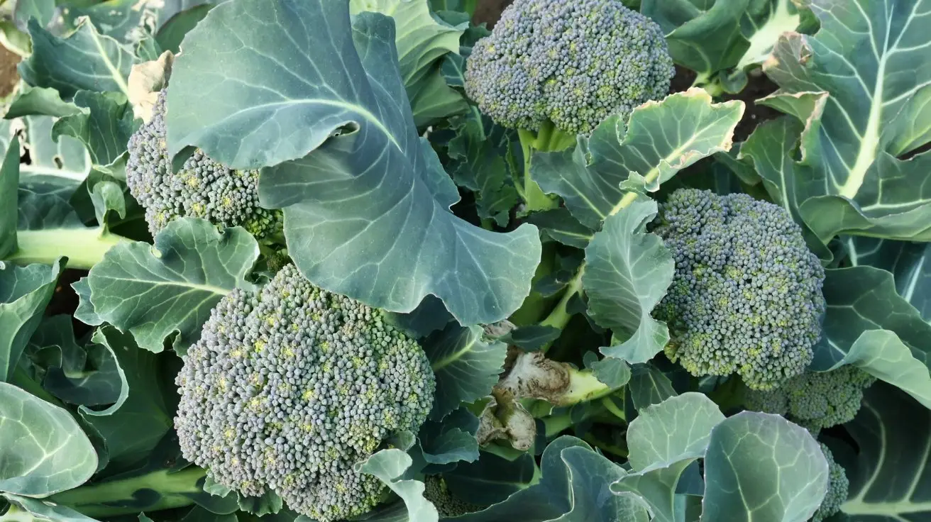 How to Grow Broccoli Successfully in Your Backyard Garden