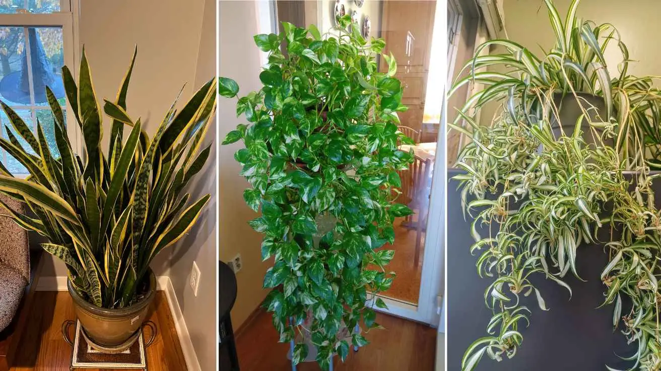 Indoor Plants Easy to Keep Alive: Low-Maintenance Greenery That Thrives with Minimal Care